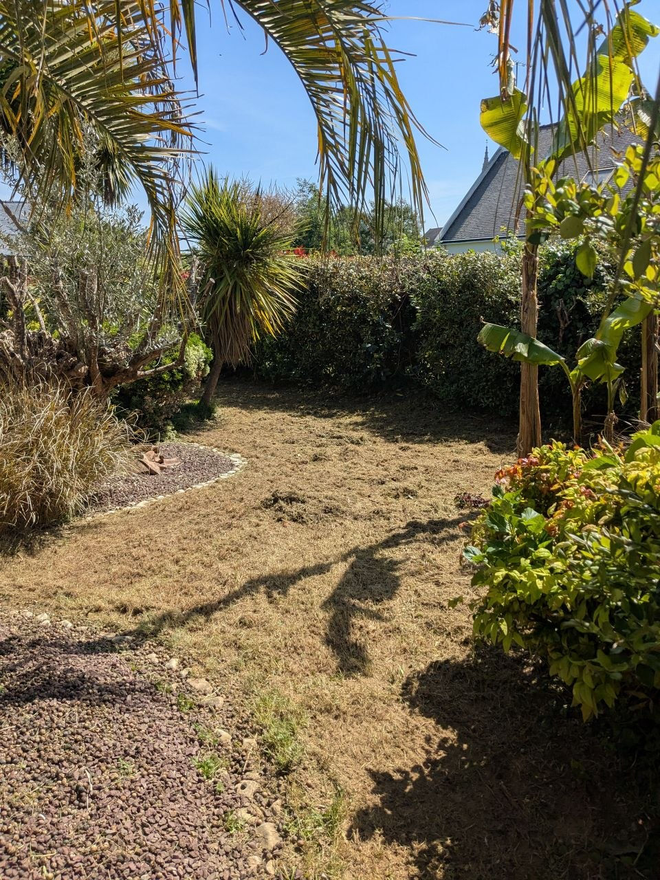 Scarification de gazon