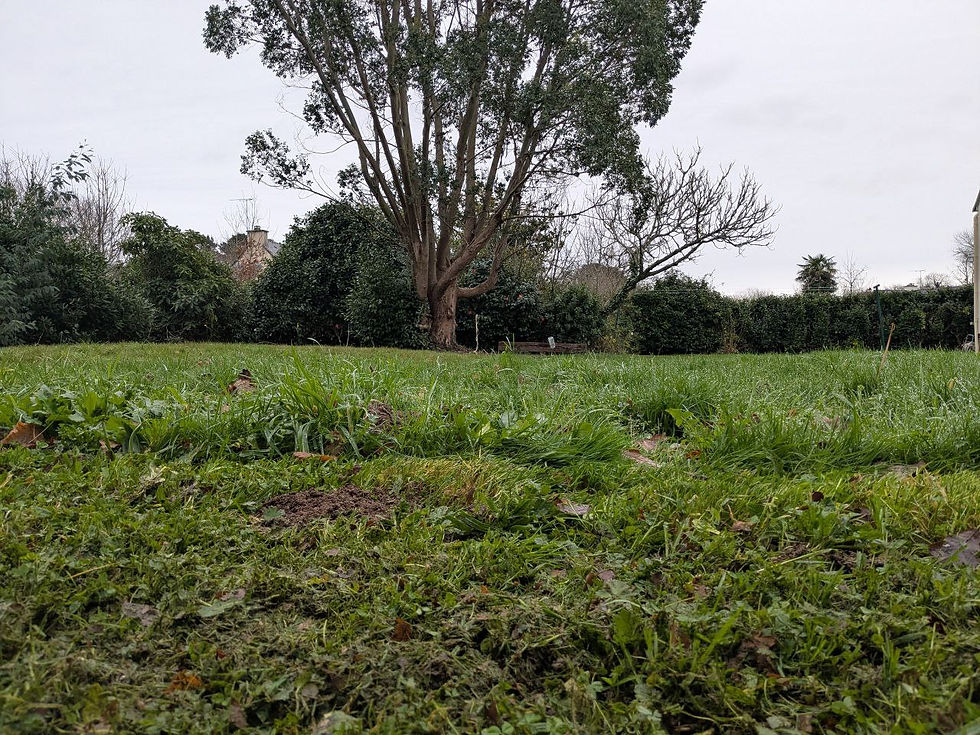 Hauteur de la coupe en mulching