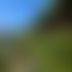 Remise en état complète d’un jardin à Cap Coz (Fouesnant)