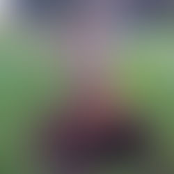 Haubanage d’un poirier à La Forêt-Fouesnant