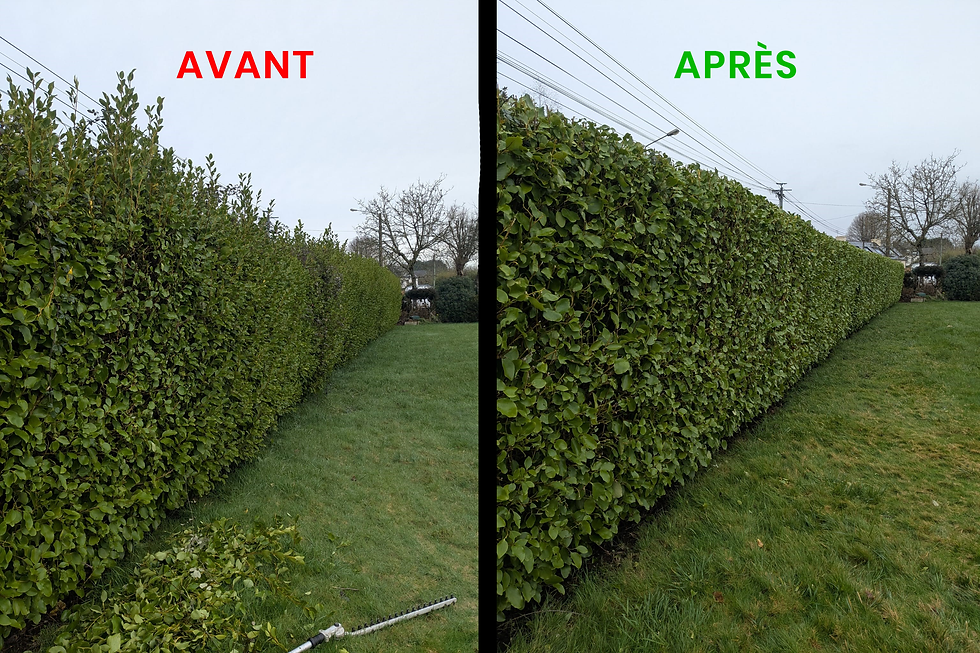 Taille de haie de griseline à Concarneau