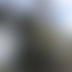 Une glycine devenue trop envahissante à Fouesnant!