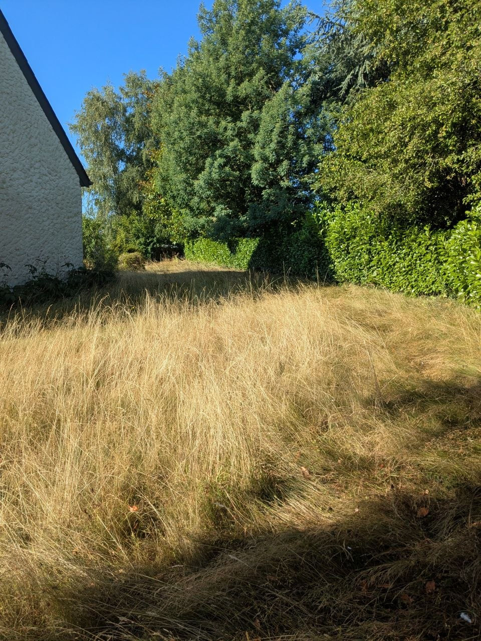 Etat de l'allée gauche de la maison avant le passage d'un jardinier paysagiste