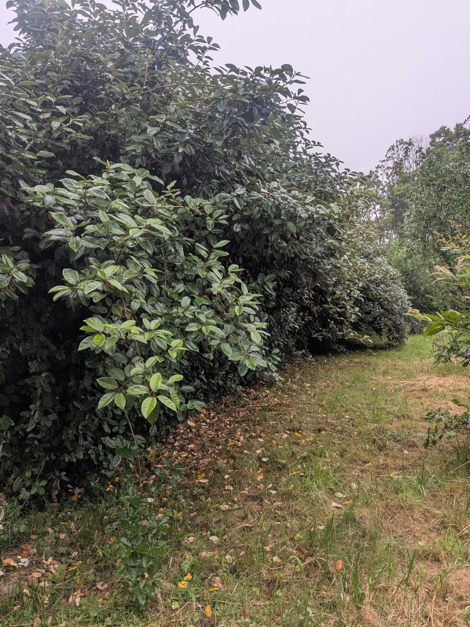 Haie de Elaeagnus envahissante