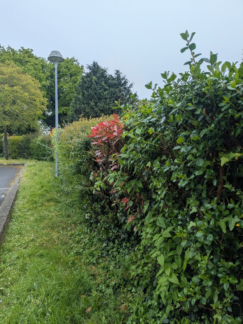 Haie de la copropriété