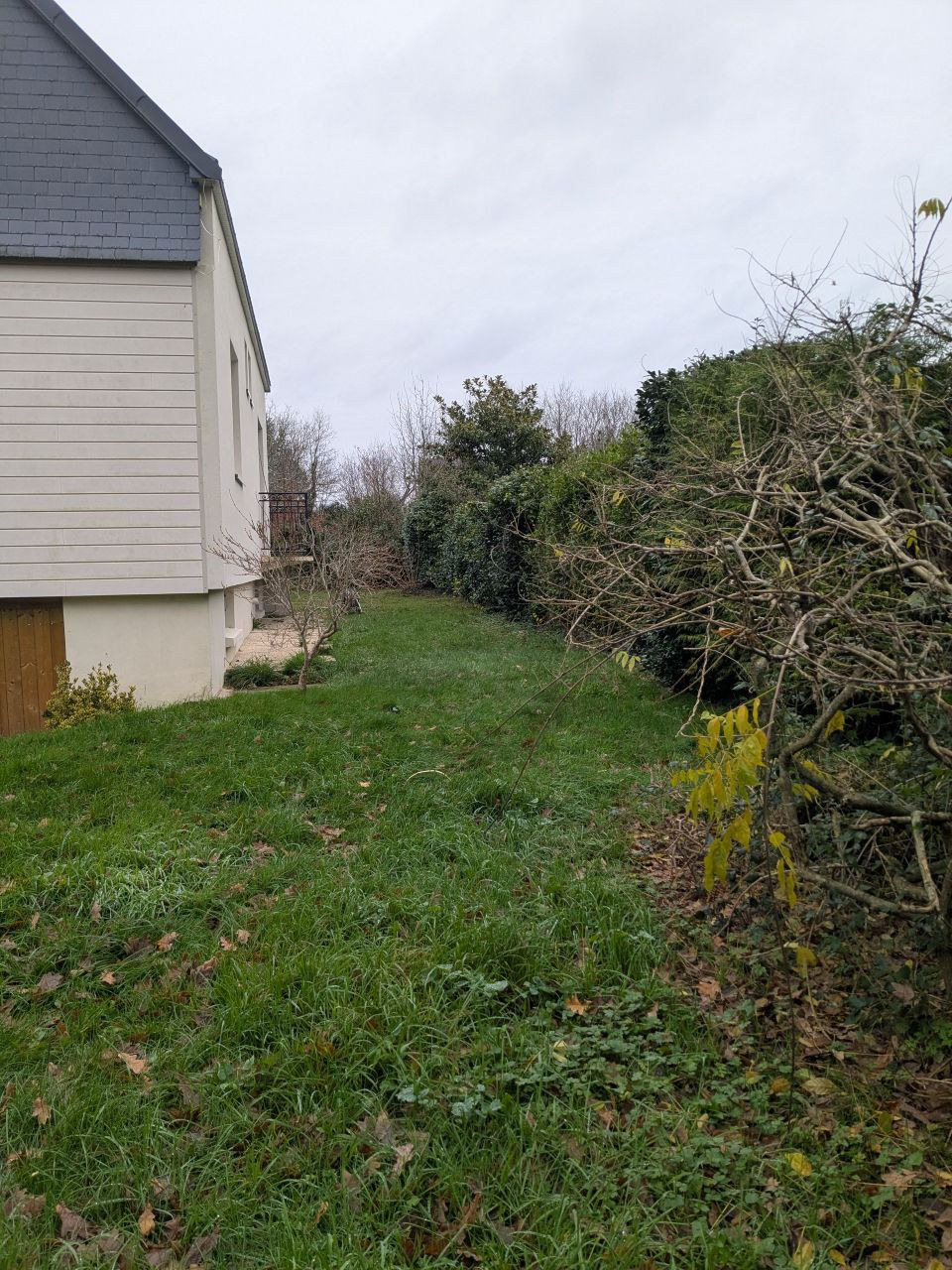 Pelouse de côté de maison non tondue