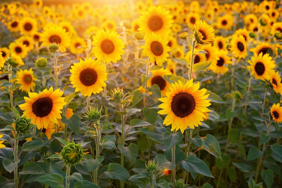 sunflowers.jpg