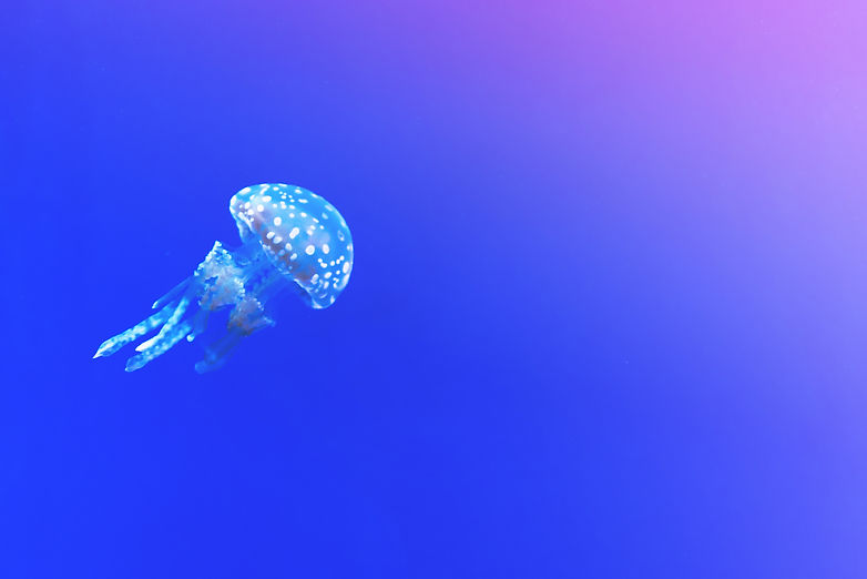 aquarium-aquatic-blue-137612.jpg