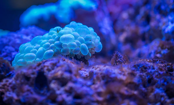 aquatic-beautiful-biology-920157.jpg