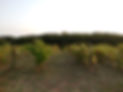 VIGNE DE PECHBONNIEU en été