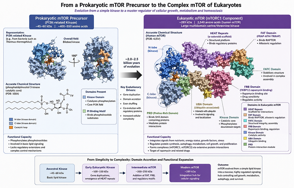 mTOR’s Emergence as the Master Cellular Regulator