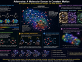 The Dance of Adenosine, AMP, ATP, and RNA
