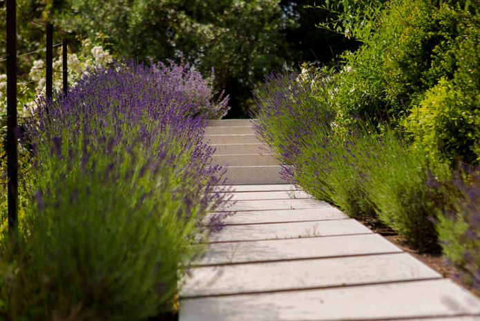 Giardino mediterraneo adattato al microclima del Lago di Garda - Manfrinati