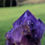 Thumbnail: Sceptered Amethyst