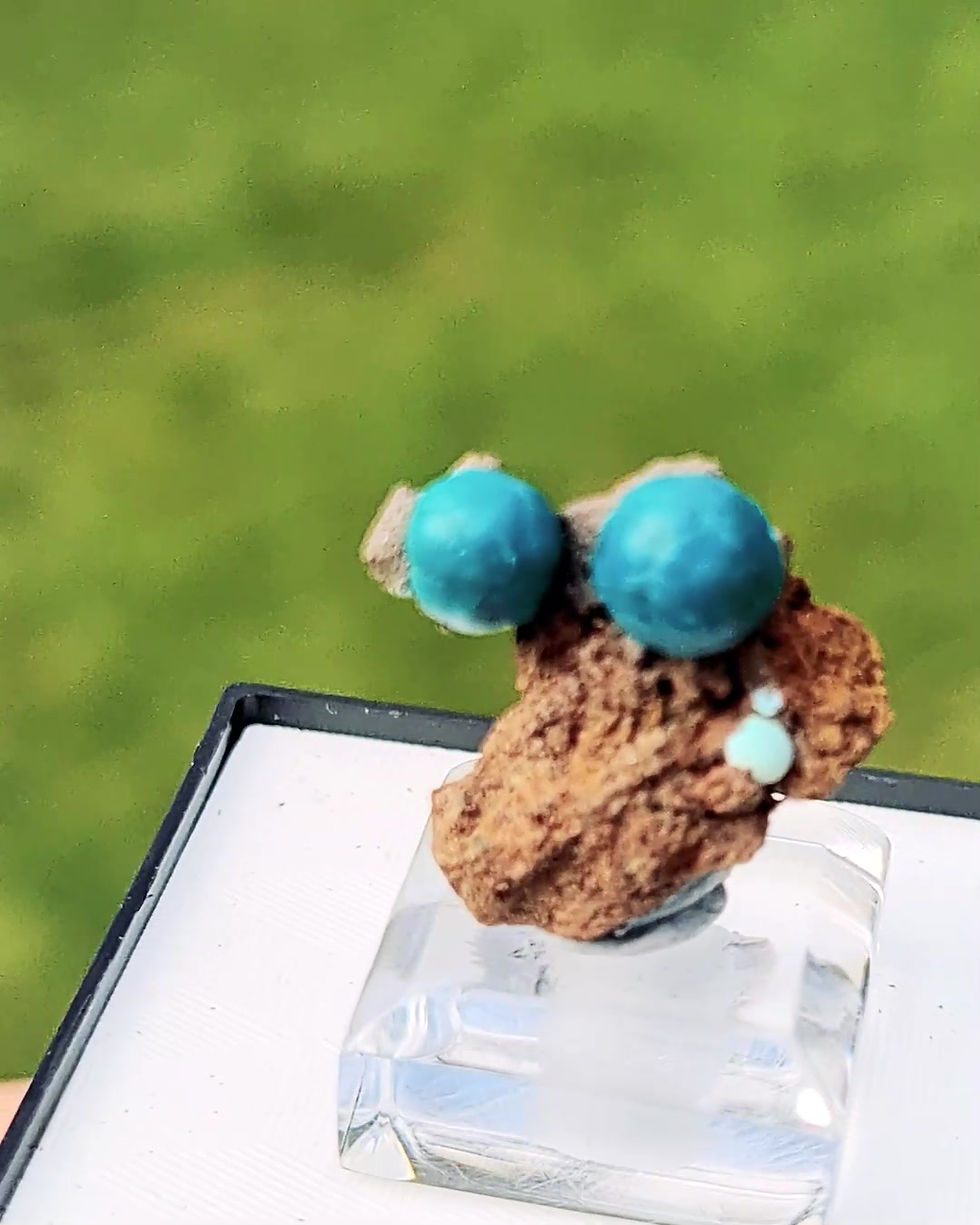 Miniature : Chrysocolle