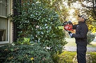 pruning.jpeg