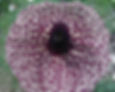 Thumbnail: Jamaican Duck Flower - Powerful Mucus Detox