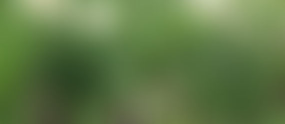 נרקיסים פורחים וציפורים אינספור