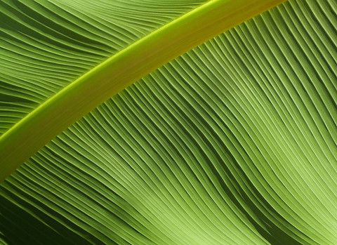 LEAF