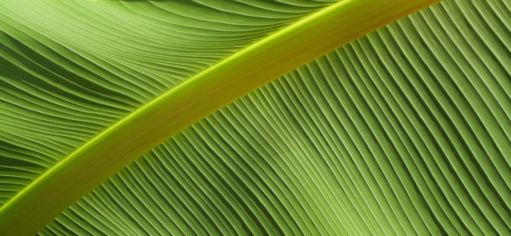 Leaf