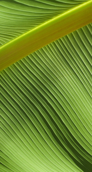 feuille