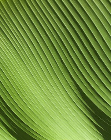 Blatt