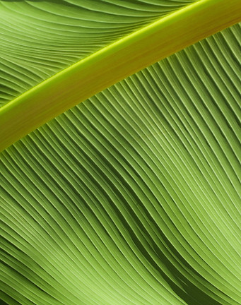 Leaf