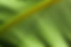 Green Leaf Texture
