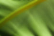 feuille