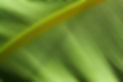 feuille
