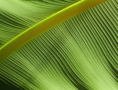 Leaf