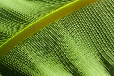 hoja