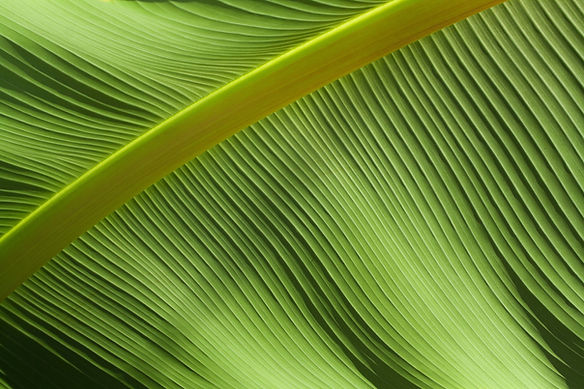 Green Leaf Texture