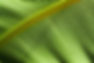 葉