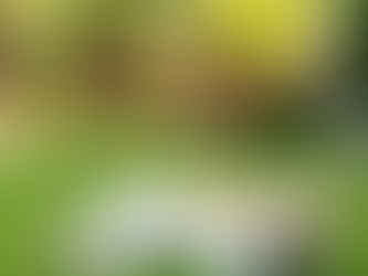 Why Do Dogs Scratch? Understanding the Root Causes & How to Help