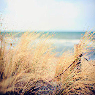 The Last Summer Light of Cape Cod