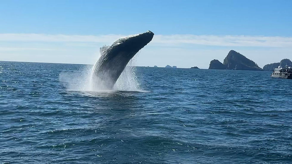 Whale breach.mov