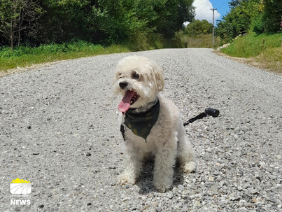 Dog owners in the Whakatāne District are being reminded to register their pets before the 1 August deadline, or risk paying significantly more.