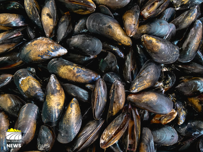 The Ministry for Primary Industries (MPI) and New Zealand Food Safety have issued an urgent public health warning advising people not to collect or consume shellfish from the Bay of Plenty coastline, specifically from Whakatāne to Mount Maunganui.