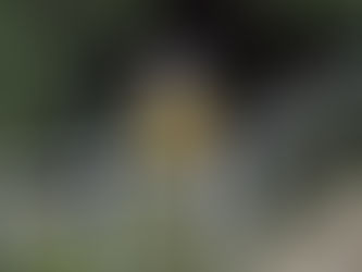 Quarterly Maintenance to Close Pekatahi Bridge Next Week, with Full Deck Replacement Planned for 2026