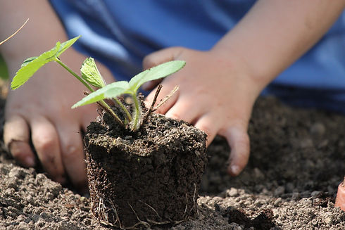 plants-4960823_1920.jpg