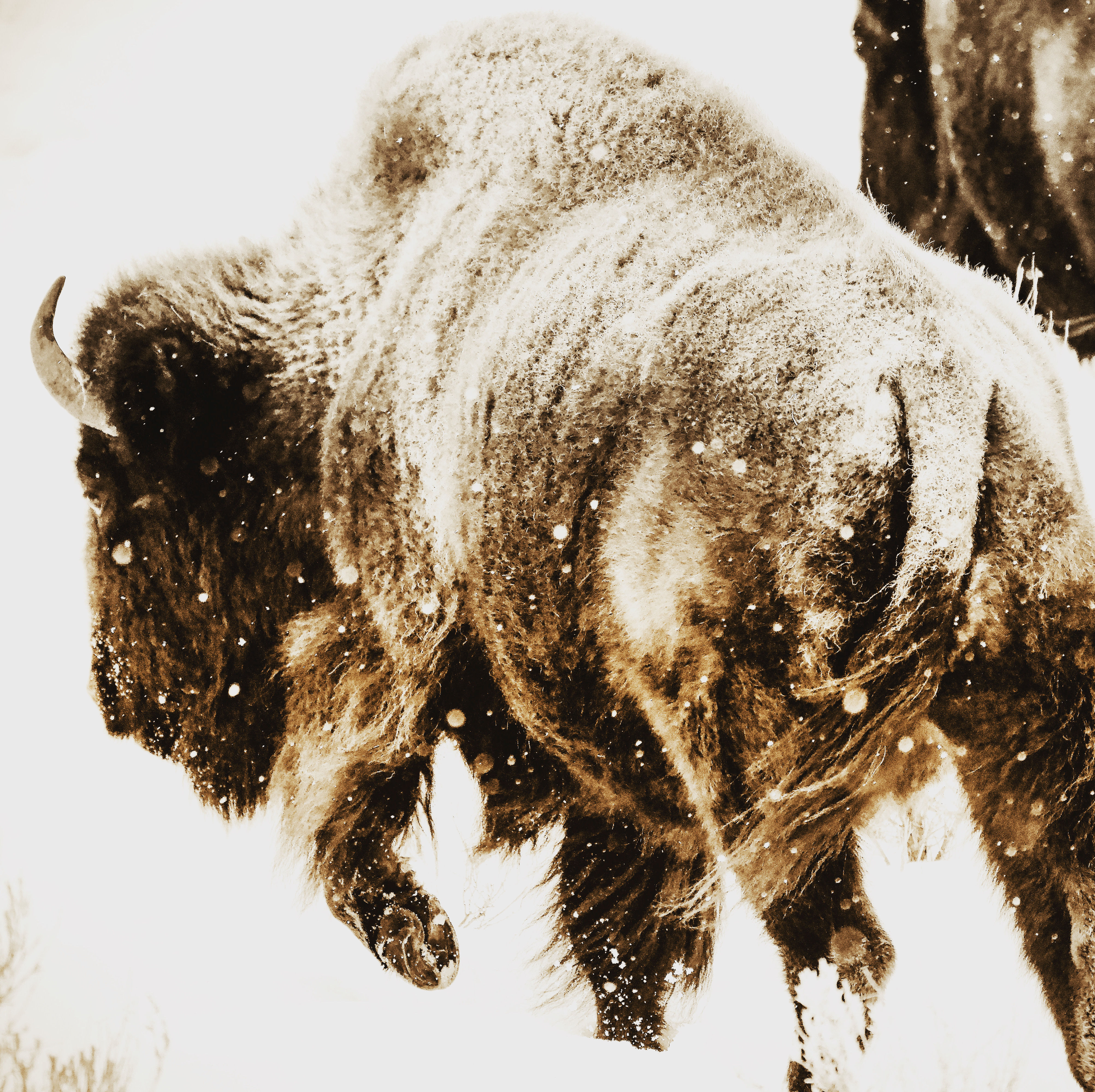 Wyoming, Yellowstone, wildlife, bison, landscape, sepia, limited edition, fine art, photography
