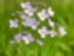 cardamine des pres