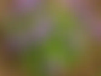 Violette odorante : bienfaits, usages et secrets d'une fleur discrète