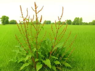 Le Rumex : une plante aux bienfaits cachés