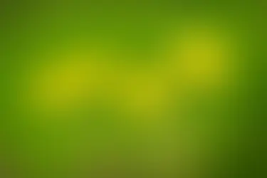 Le Tussilage : une plante médicinale aux propriétés surprenantes