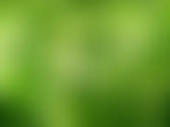 Lamier blanc (Lamium album) : l’ortie douce aux bienfaits apaisants