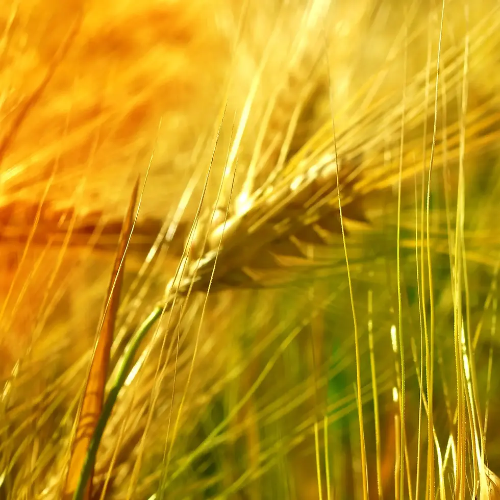 provence fields