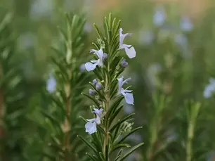 Le romarin : plante sacrée de Provence aux mille vertus