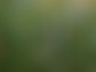 Le romarin : plante sacrée de Provence aux mille vertus